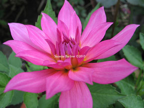 pink dahlia