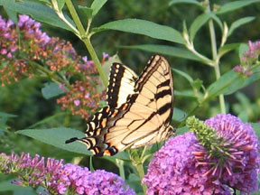 swallowtail